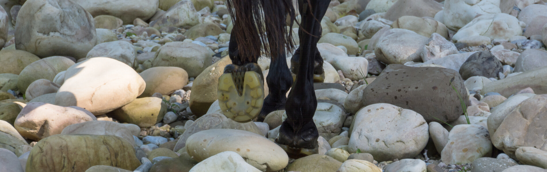 La alternativa para tu caballo
