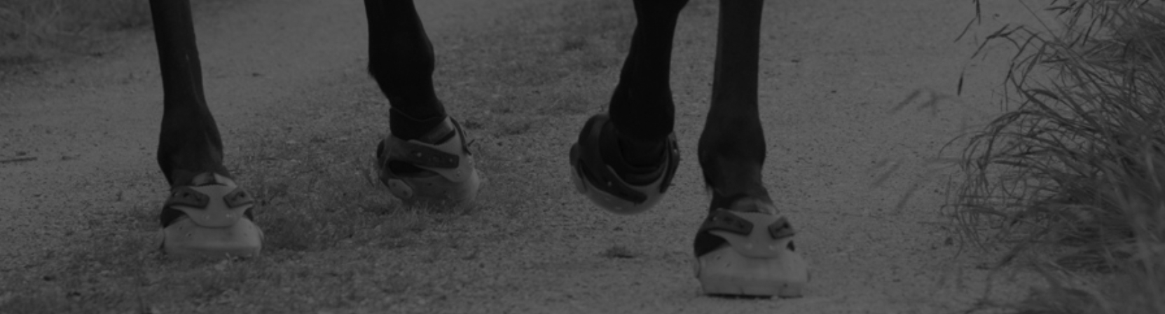 Beneficios - Boots for horses