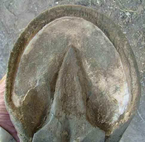 Talones desequilibrados